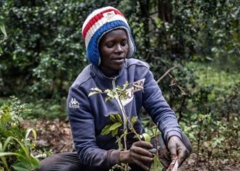Le Kenya a déclaré un jour férié pour planter 100 millions d&rsquo;arbres contre le changement climatique