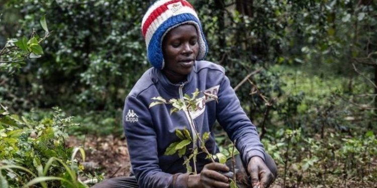 Le Kenya a déclaré un jour férié pour planter 100 millions d’arbres contre le changement climatique