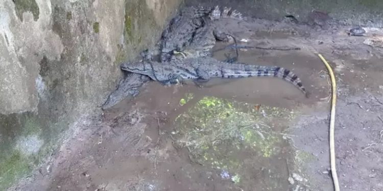 Guinée/Dubréka : 3 trafiquants mis aux arrêts pour trafic de crocodiles puis relâchés à la suite d’une grogne populaire  