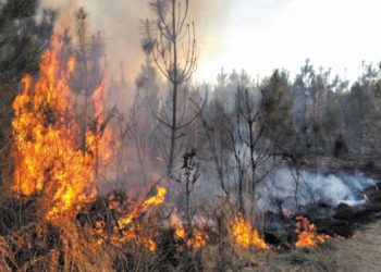 Désastre agricole à Kindia : Un incendie ravage plus d&rsquo;un hectare de cultures…
