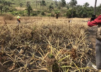 Kindia : un champ d&rsquo;ananas de 60 000 pieds ravagé par un incendie