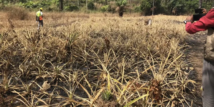 Kindia : un champ d&rsquo;ananas de 60 000 pieds ravagé par un incendie