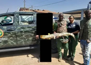 Kagbelen/Dubréka : Un présumé trafiquant de 7 crocodiles mis aux arrêts !
