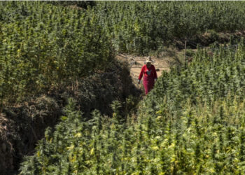 Le Maroc gracie plus de 4800 agriculteurs impliqués dans des affaires de culture de cannabis