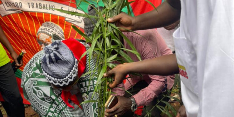 Guinée-Bissau/Centenaire de Amilcar CABRAL : le SG par intérim du PDG-RDA Oyé Béavogui, plante l&rsquo;arbre d&rsquo;honneur