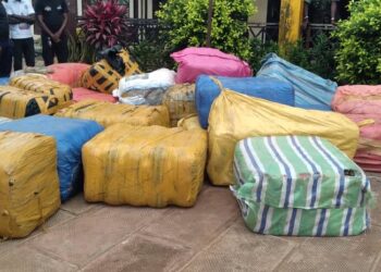 Dernière minute : Une importante quantité de cannabis présentée à la presse à Coyah