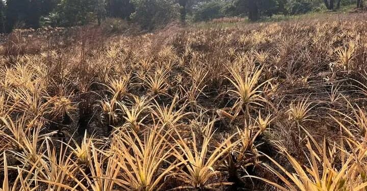 Kindia: Hamidou Best Diallo perd son champ d’ananas dans un incendie à Foulaya