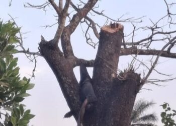 Boffa: fin tragique pour Abdoulaye Touré, mort sur un arbre, à Kolon