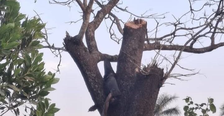 Boffa: fin tragique pour Abdoulaye Touré, mort sur un arbre, à Kolon