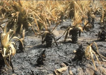 Kerfalla Camara (KPC) : L’architecte de l’émergence guinéenne en couverture de Forbes