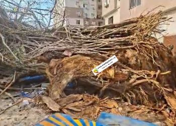 Matam : Un gérant de kiosque GG tué suite à la chute d’un arbre à Coleah