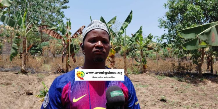 Kindia : Le cri de détresse d’un entrepreneur agricole après l&rsquo;incendie criminel de son exploitation