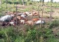 Lola : Une attaque nocturne contre des enclos de bétail sème la désolation à Lainé