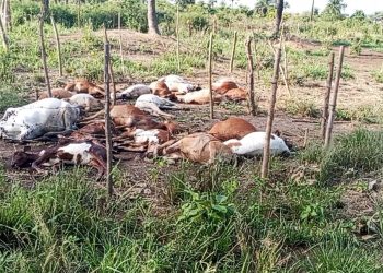 Lola : Une attaque nocturne contre des enclos de bétail sème la désolation à Lainé