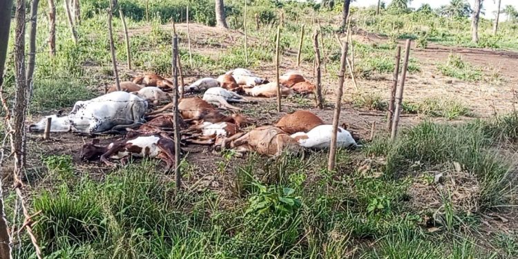Lola : Une attaque nocturne contre des enclos de bétail sème la désolation à Lainé