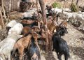 Marché à bétail de Labé : des moutons vendus jusqu’à trois millions de francs guinéens