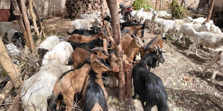 Marché à bétail de Labé : des moutons vendus jusqu’à trois millions de francs guinéens