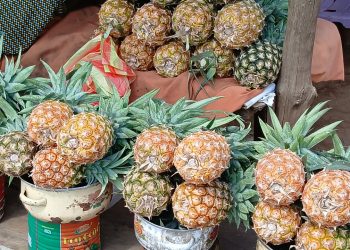 Kindia : Le grand paradoxe d&rsquo;une « capitale des agrumes » où les fruits sont devenus un luxe (reportage)