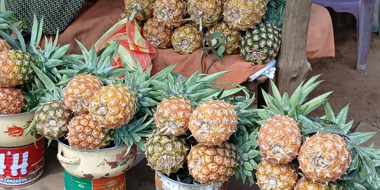 Kindia : Le grand paradoxe d&rsquo;une « capitale des agrumes » où les fruits sont devenus un luxe (reportage)