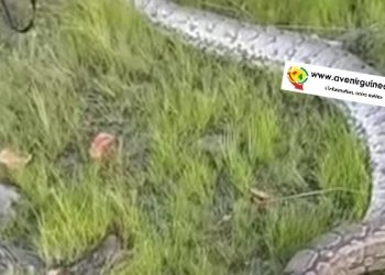 Montée des eaux à Souapiti : Les habitants de Kamba cernés par les reptiles et animaux sauvages