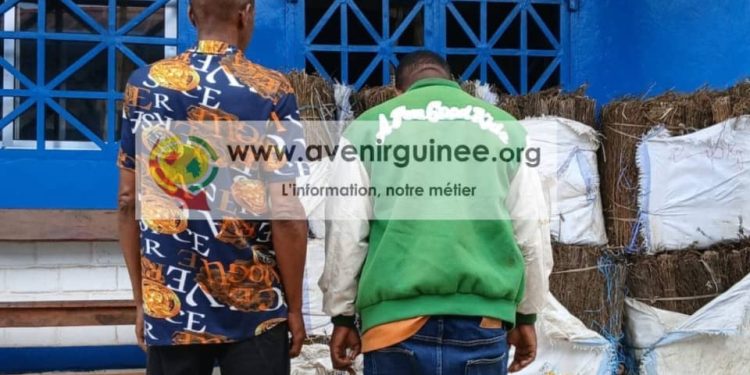 Kindia : importante saisie de chanvre indien, deux suspects interpellés