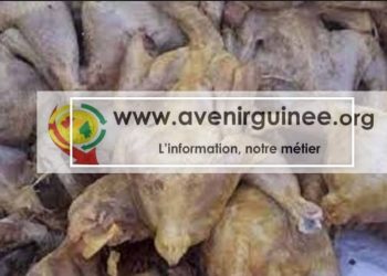 Scandale alimentaire à Labé : Près de 300 cartons de poulet pourri saisis