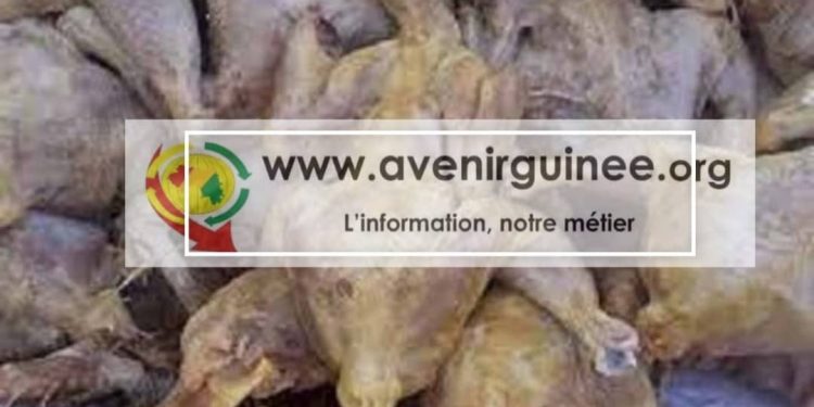 Scandale alimentaire à Labé : Près de 300 cartons de poulet pourri saisis
