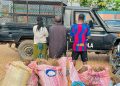 Lola : Saisie record de plus de 200 kg de chanvre indien au quartier Woroya-Po