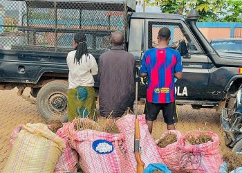 Lola : Saisie record de plus de 200 kg de chanvre indien au quartier Woroya-Po