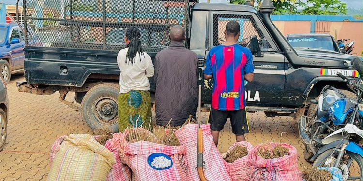 Lola : Saisie record de plus de 200 kg de chanvre indien au quartier Woroya-Po